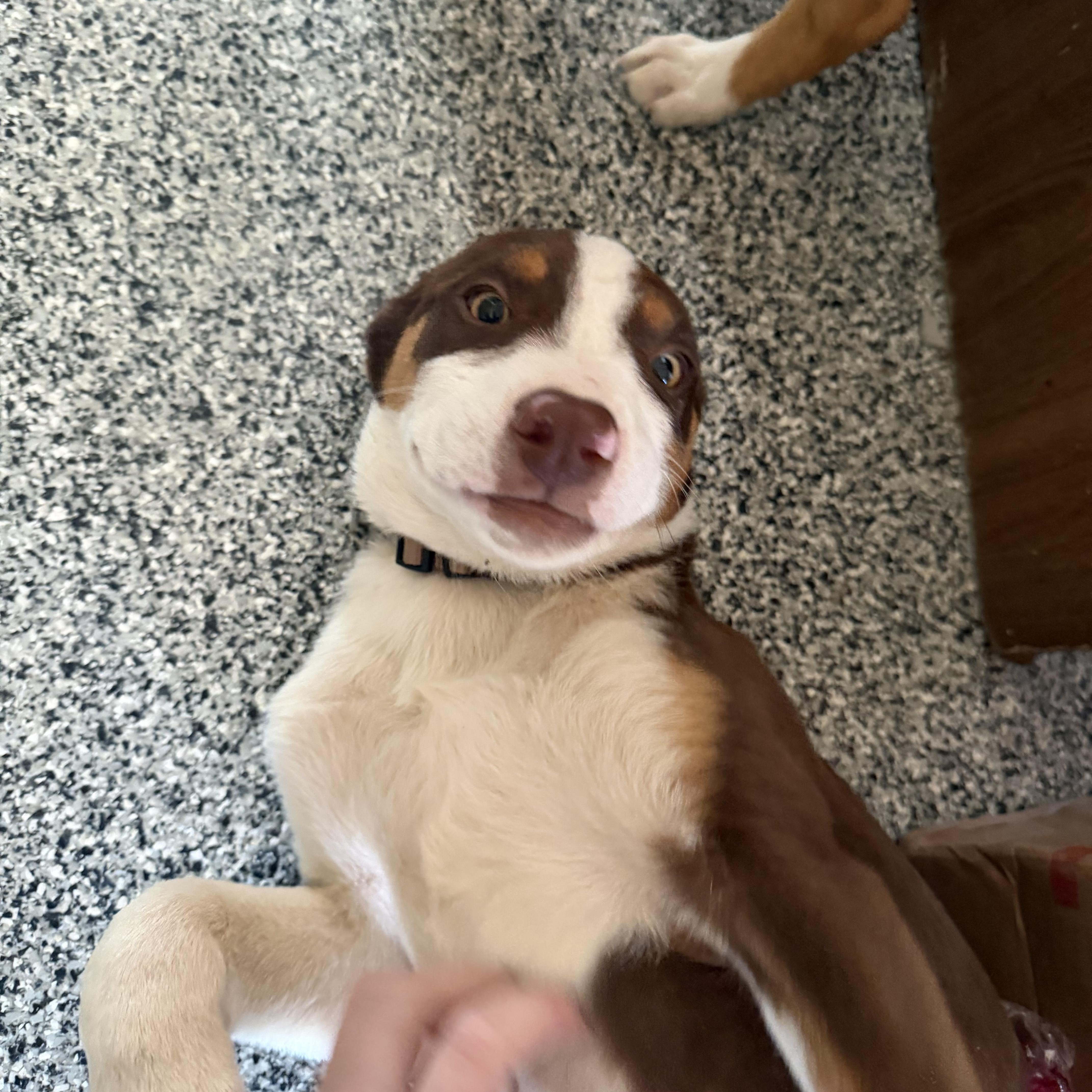 Enlarge Brownie, a Adoptable Mixed Breed in Manhattan, KS image 2/6