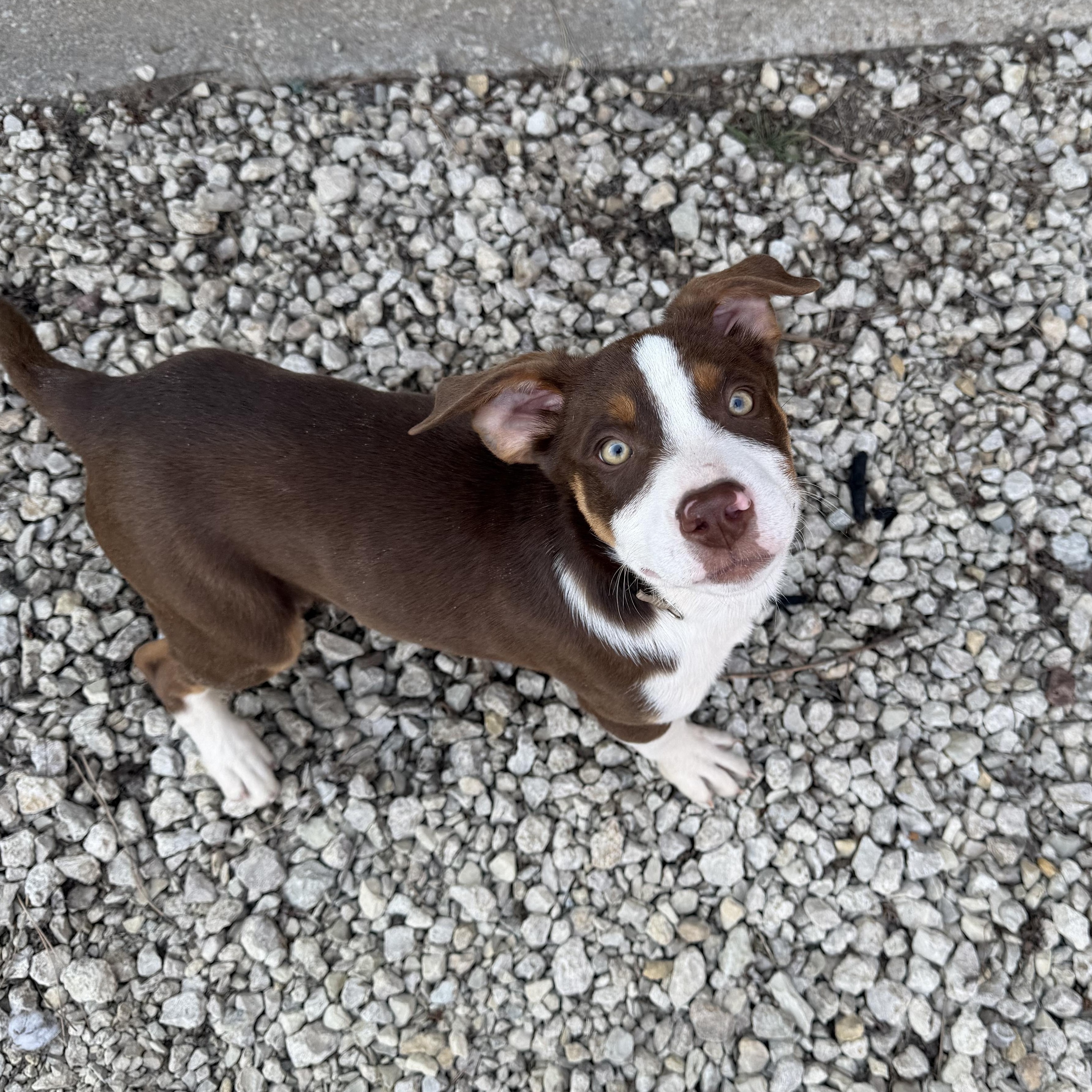 Enlarge Brownie, a Adoptable Mixed Breed in Manhattan, KS image 1/6