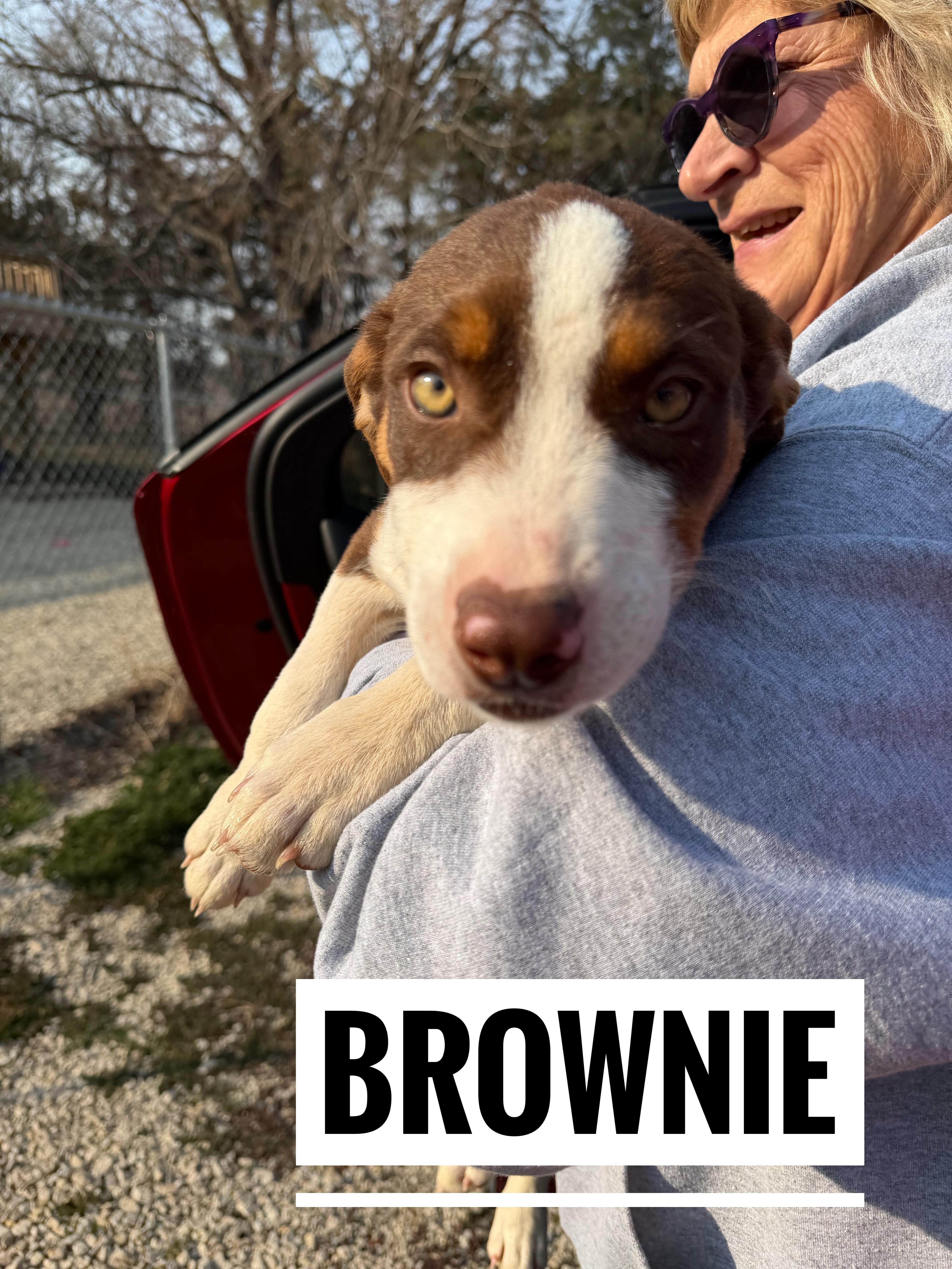 Enlarge Brownie, a Adoptable Mixed Breed in Manhattan, KS image 3/6