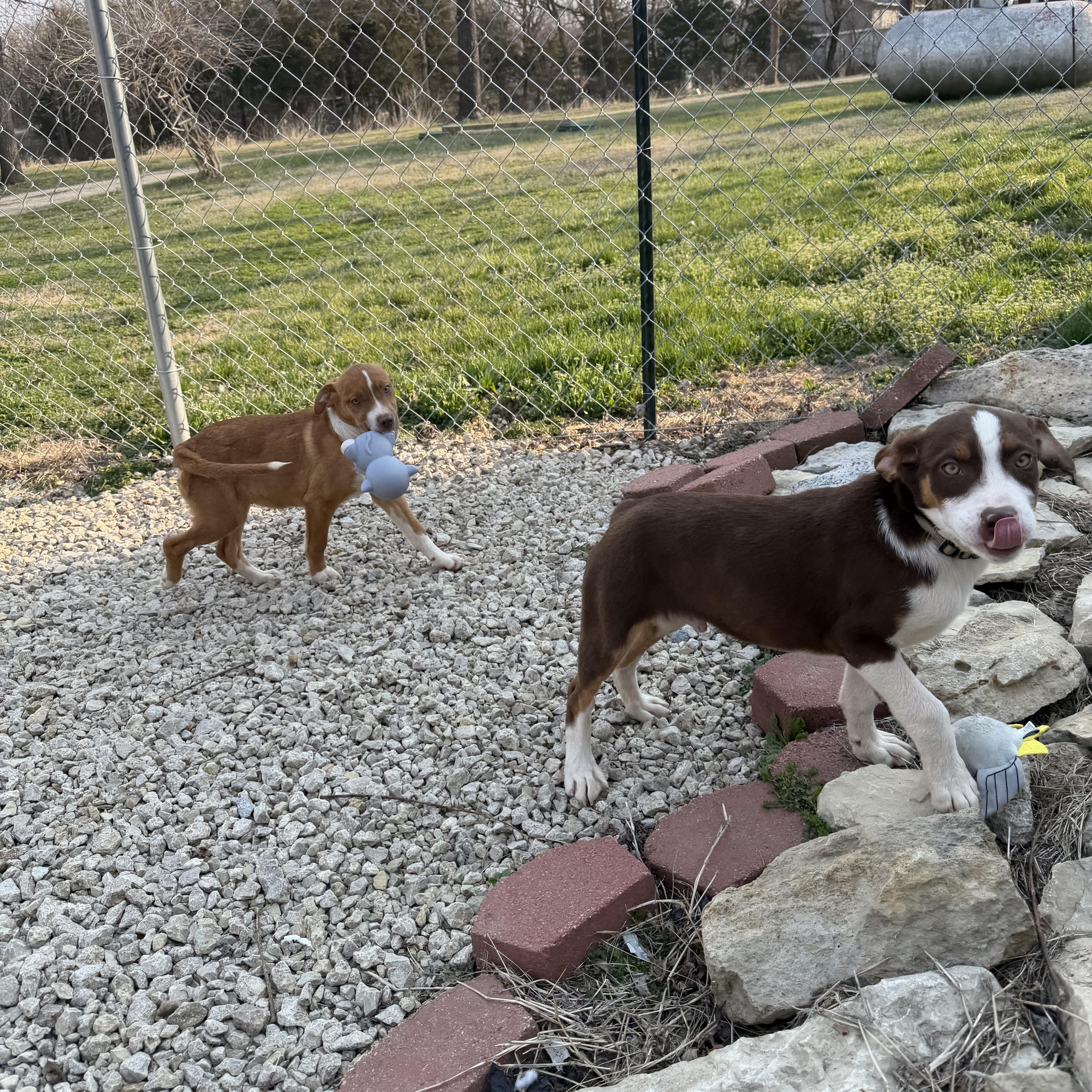 Enlarge Brownie, a Adoptable Mixed Breed in Manhattan, KS image 4/6