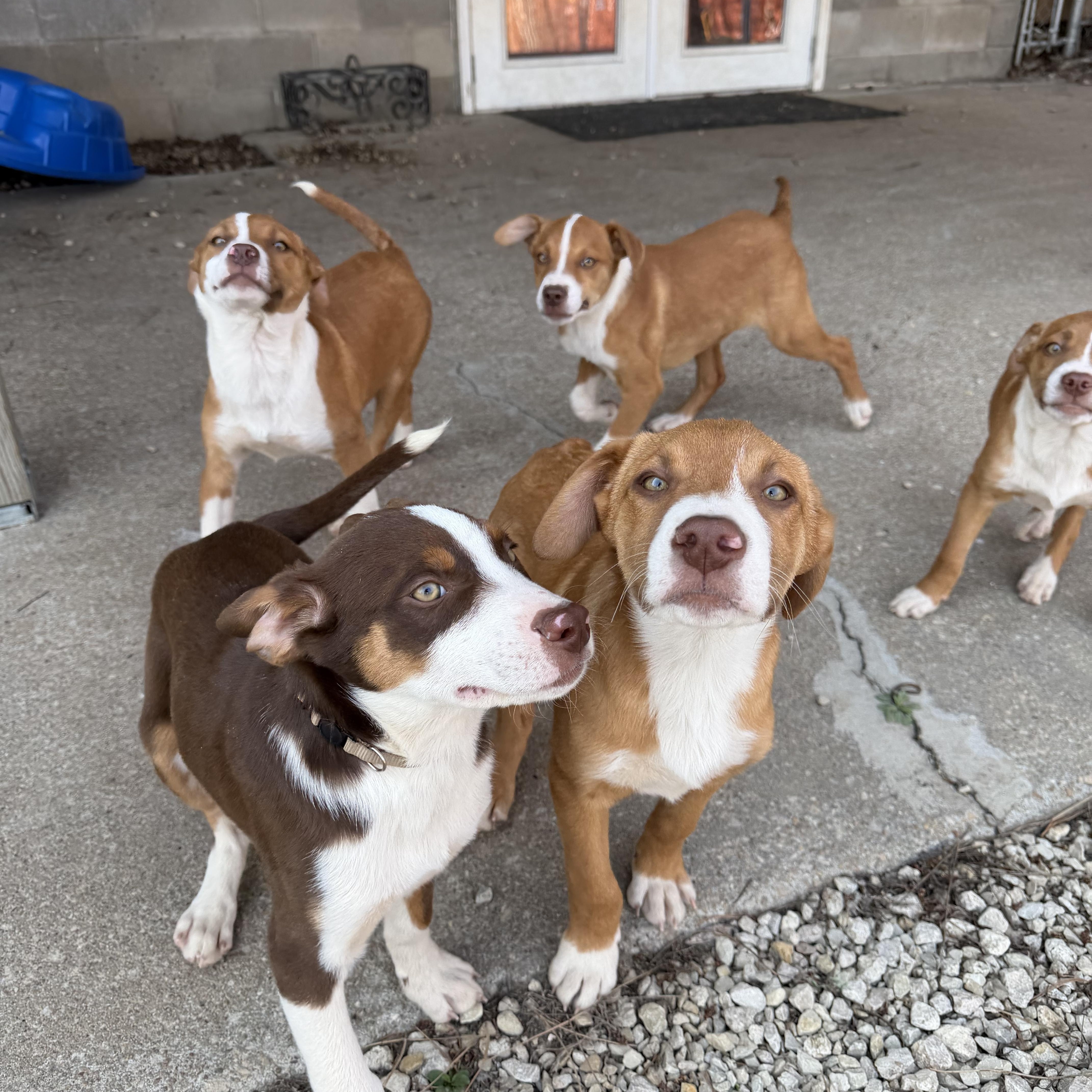 Enlarge Brownie, a Adoptable Mixed Breed in Manhattan, KS image 6/6