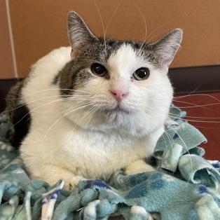 Tucker, Adoptable, Adult Male Domestic Short Hair.