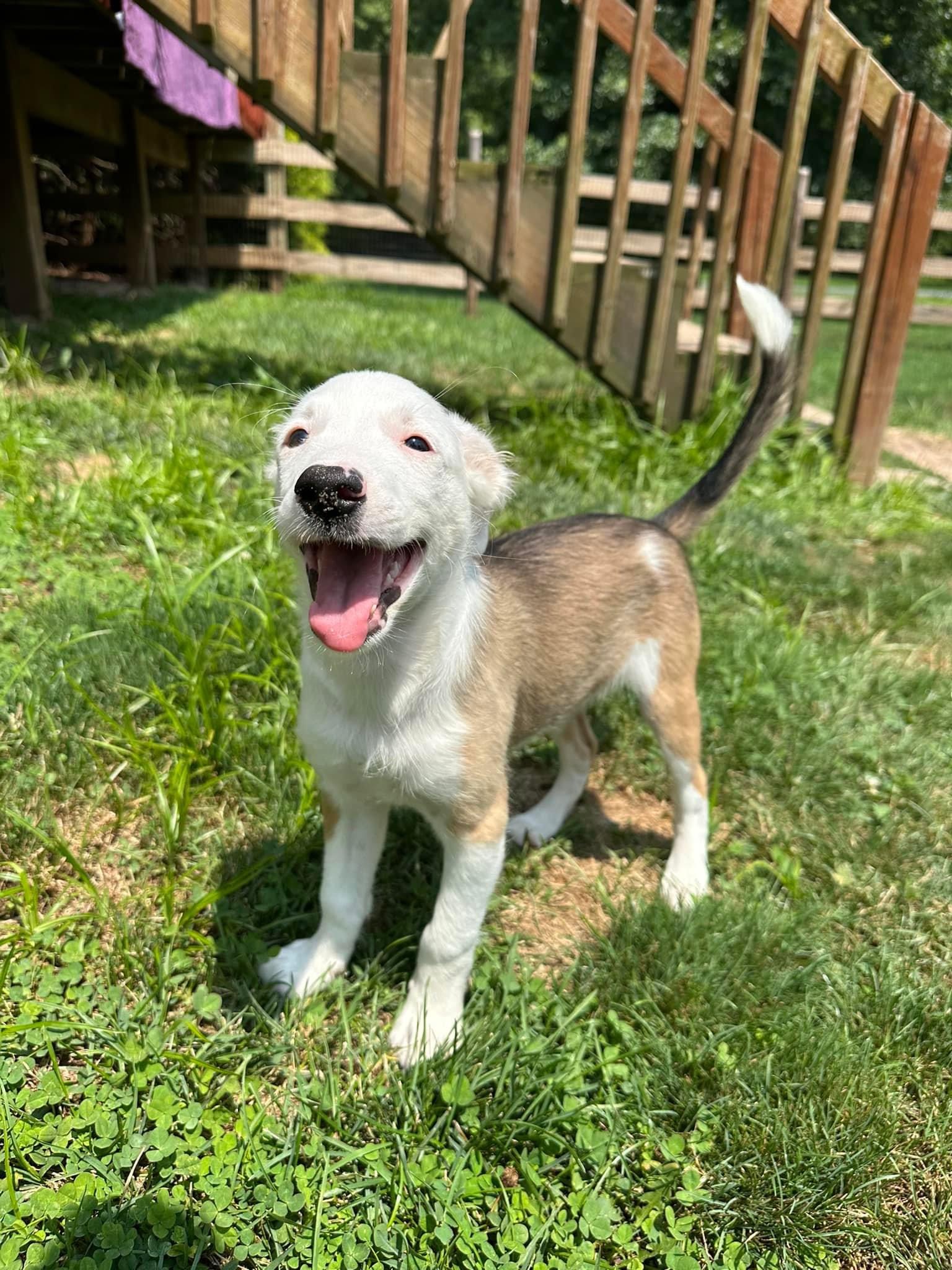 Enlarge Gabby, a Adopted mixed breed in Glenmoore, PA image 1/4