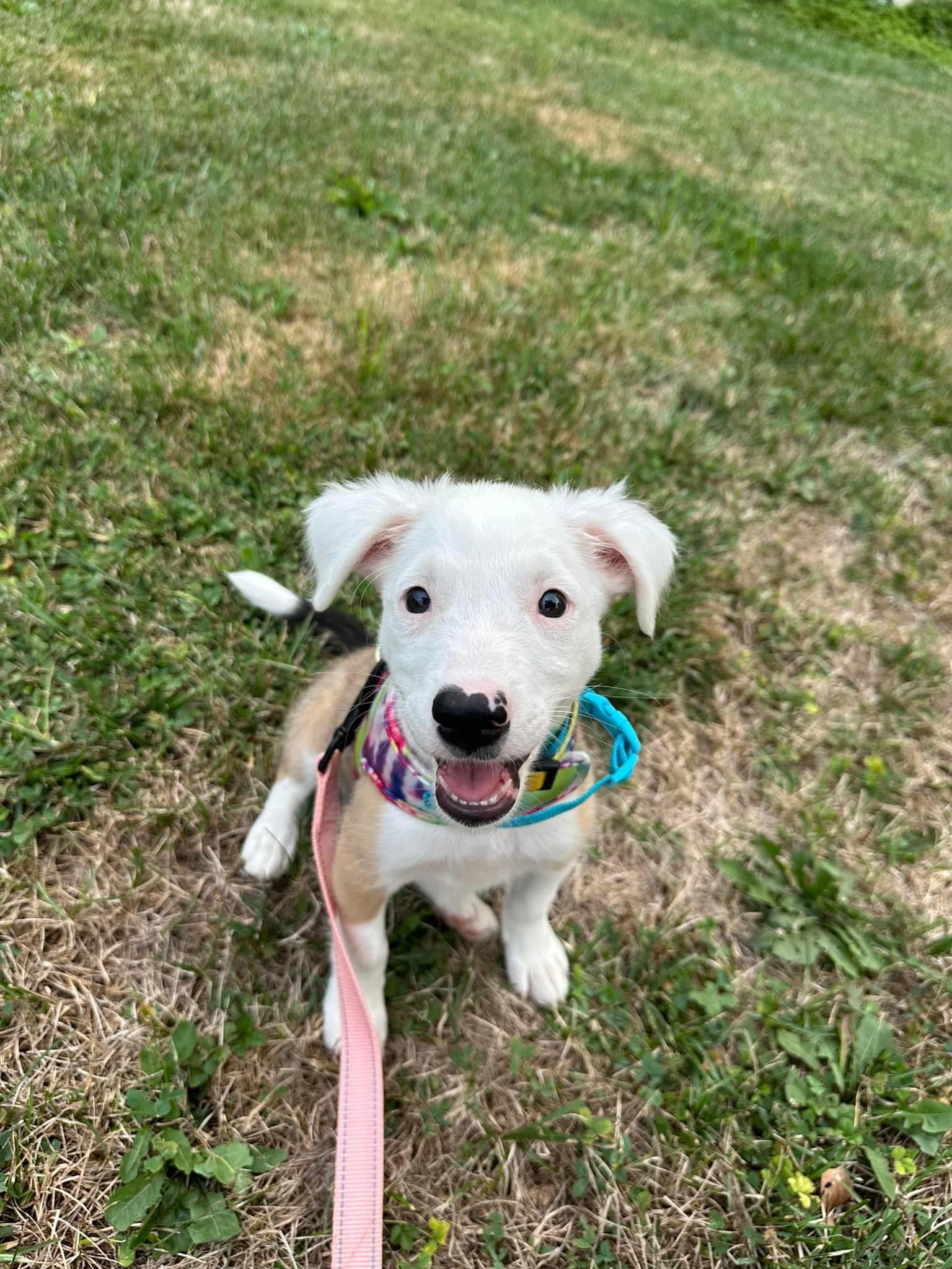 Enlarge Gabby, a Adopted mixed breed in Glenmoore, PA image 2/4