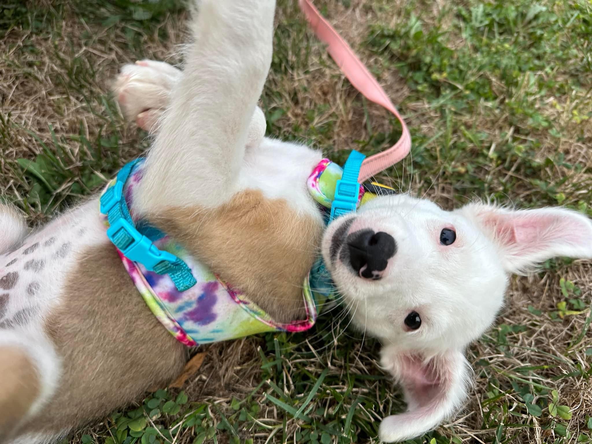 Enlarge Gabby, a Adopted mixed breed in Glenmoore, PA image 3/4