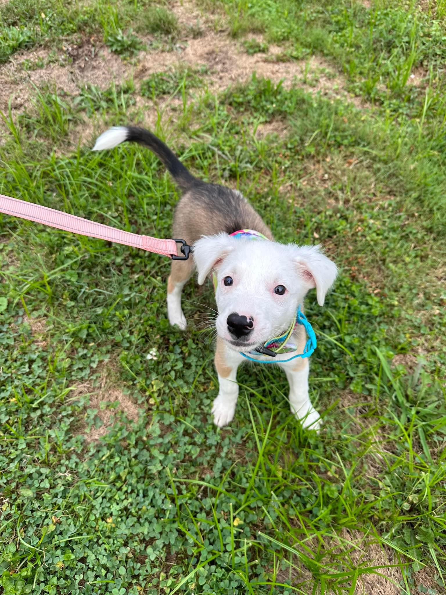 Enlarge Gabby, a Adopted mixed breed in Glenmoore, PA image 4/4