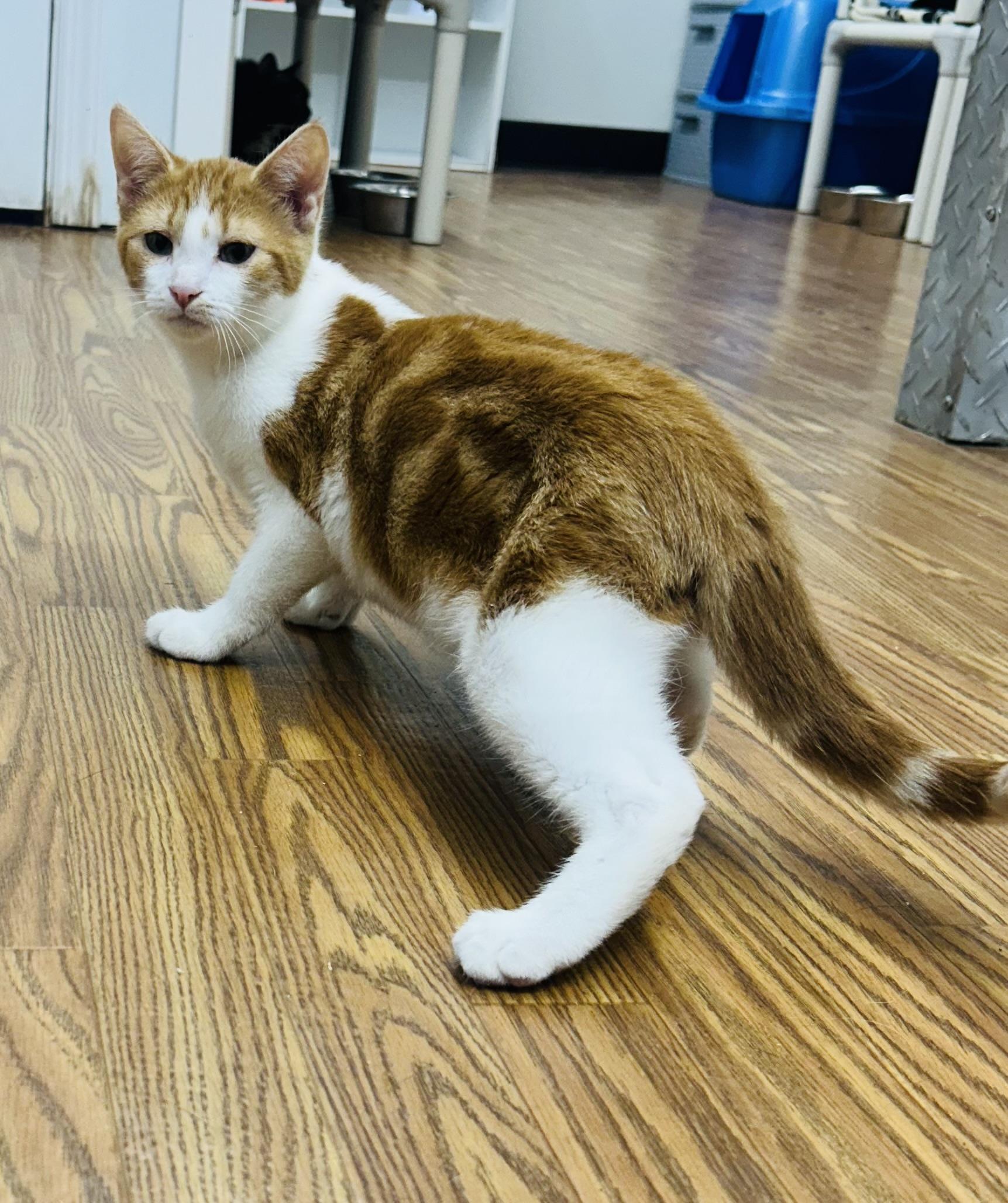 Rustyn, Adoptable, Young Male Domestic Short Hair.