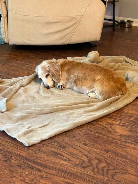 Enlarge Lexi - OHIO ONLY, a Adoptable Dachshund in Lebanon, OH image 5/6