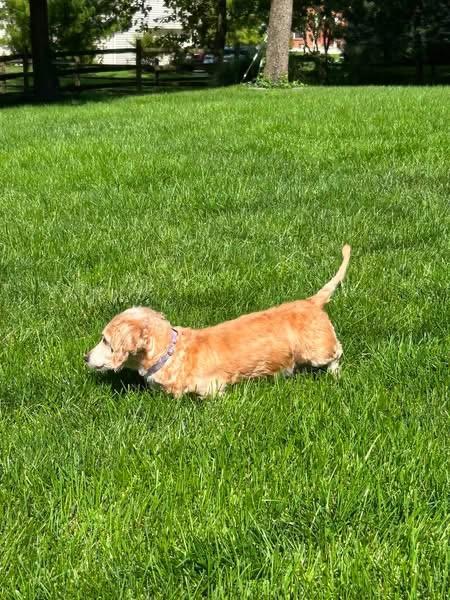Enlarge Lexi - OHIO ONLY, a Adoptable Dachshund in Lebanon, OH image 3/6