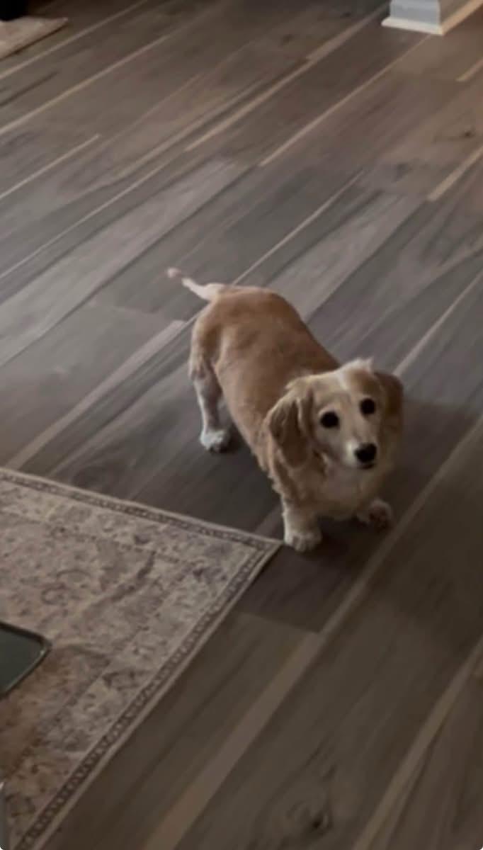 Enlarge Lexi - OHIO ONLY, a Adoptable Dachshund in Lebanon, OH image 6/6