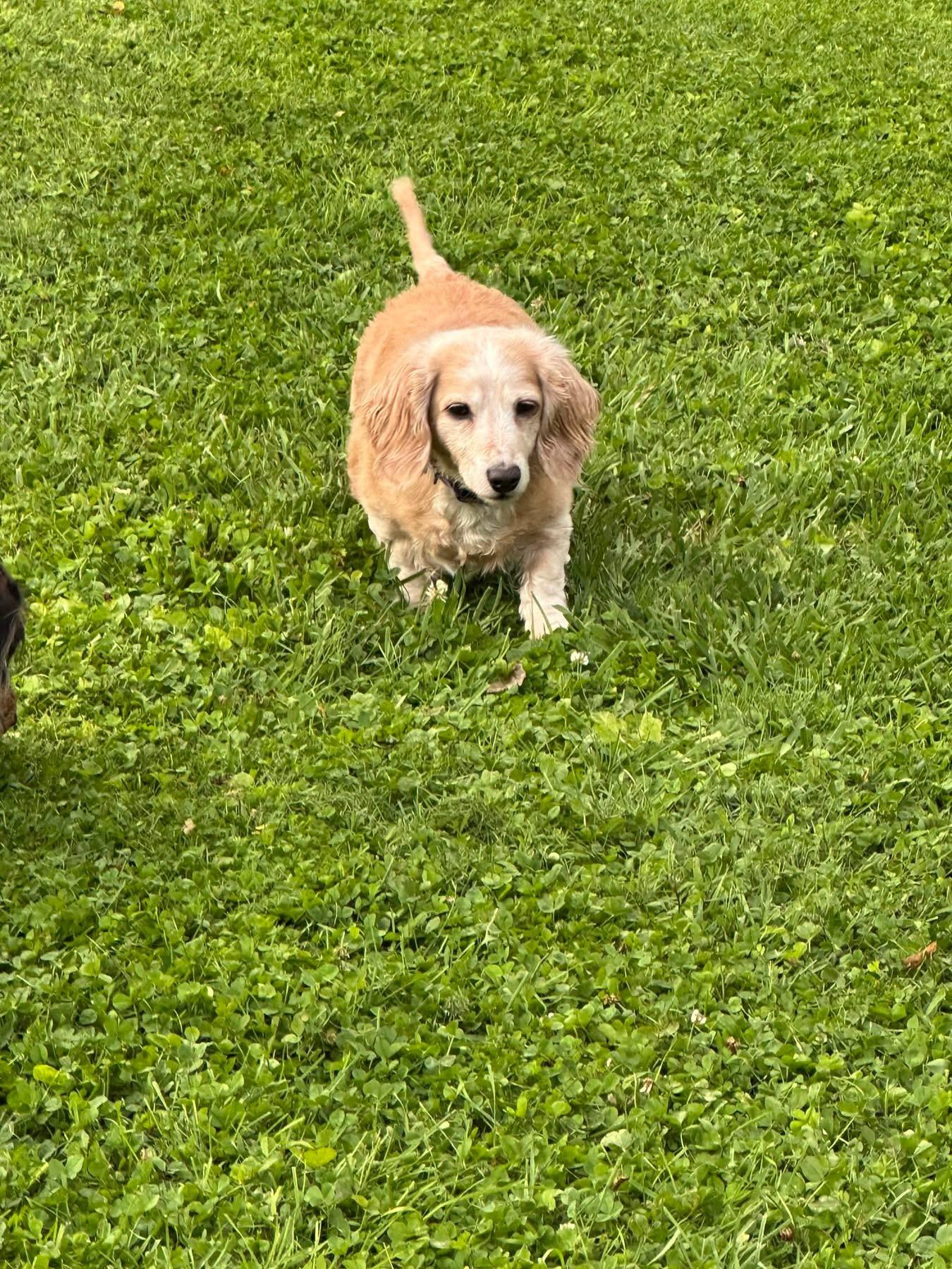 Enlarge Lexi - OHIO ONLY, a Adoptable Dachshund in Lebanon, OH image 2/6