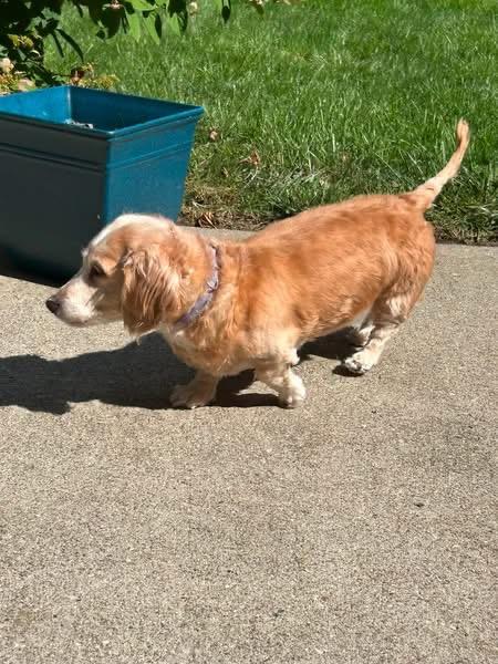 Enlarge Lexi - OHIO ONLY, a Adoptable Dachshund in Lebanon, OH image 4/6