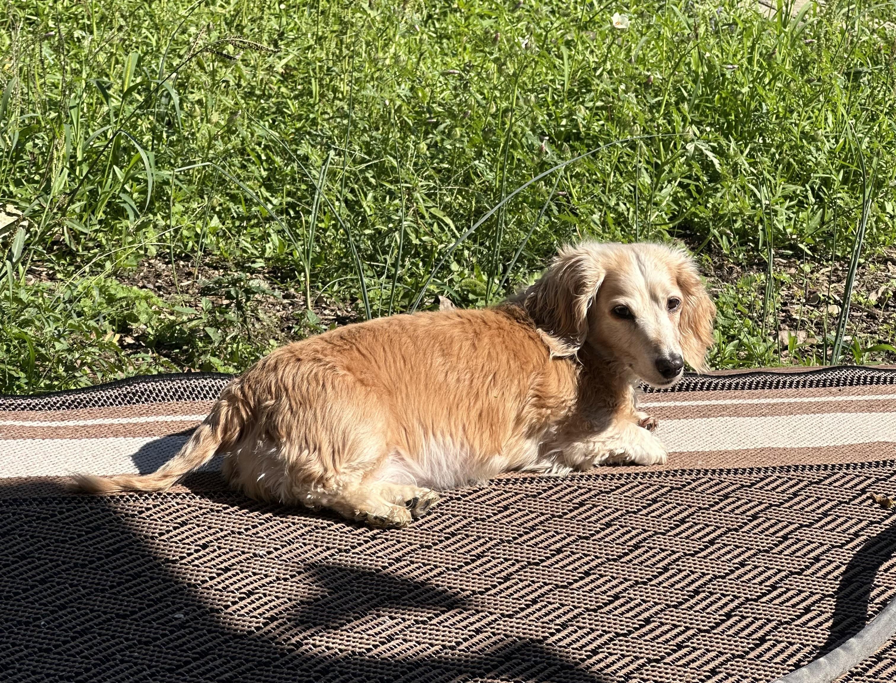 Lexi - OHIO ONLY, Adoptable, Adult Female Dachshund.