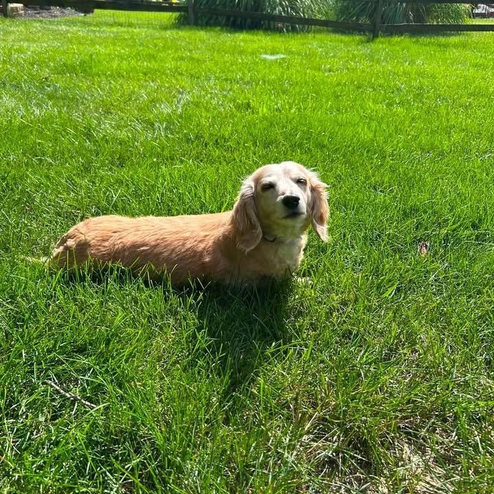 Enlarge Lexi - OHIO ONLY, a Adoptable Dachshund in Lebanon, OH image 1/6
