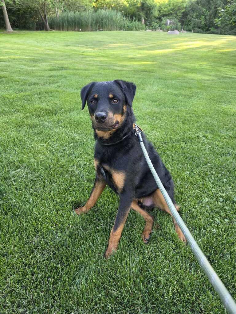 King, an adopted mixed breed in Orland Park, IL image 2/5