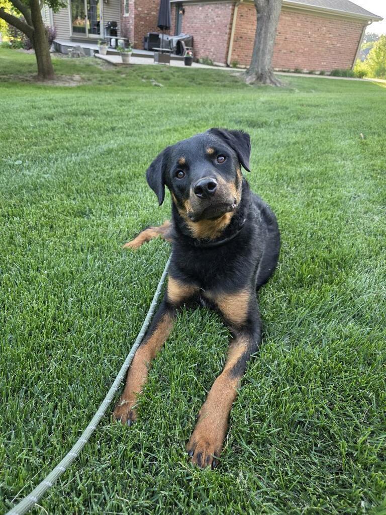 King, an adopted mixed breed in Orland Park, IL image 3/5