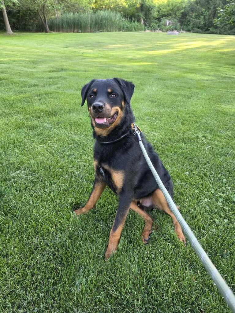 King, adopted, Young Male Rottweiler.