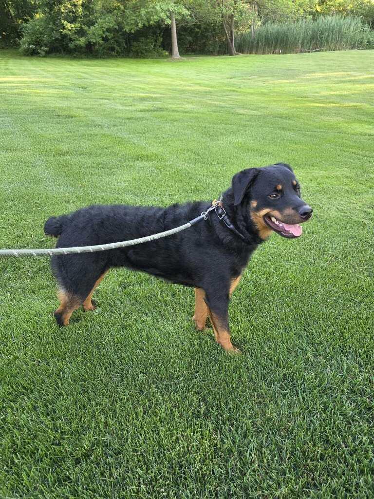 King, an adopted mixed breed in Orland Park, IL image 4/5