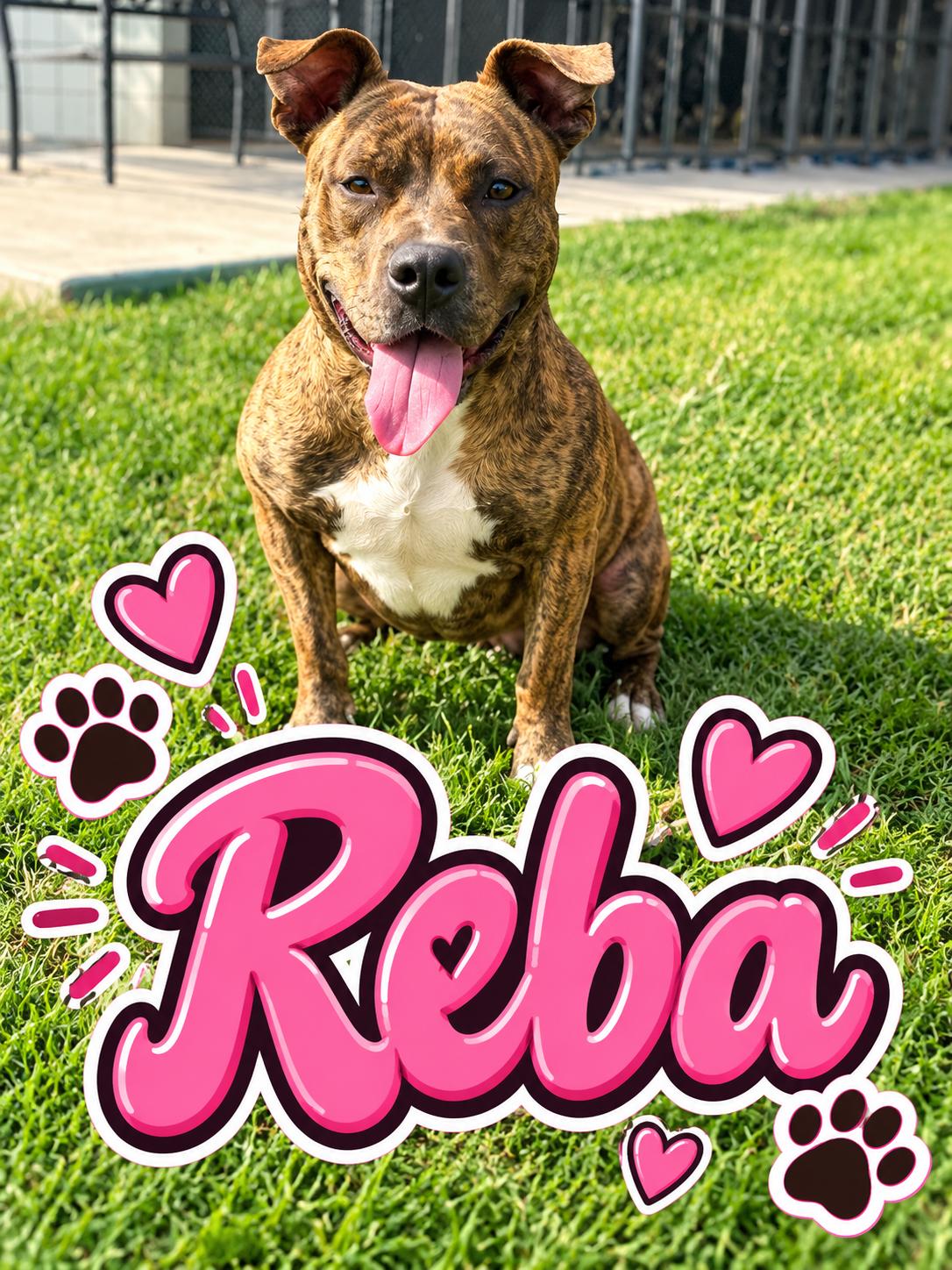 Reba, Adoptable, Adult Female Pit Bull Terrier.