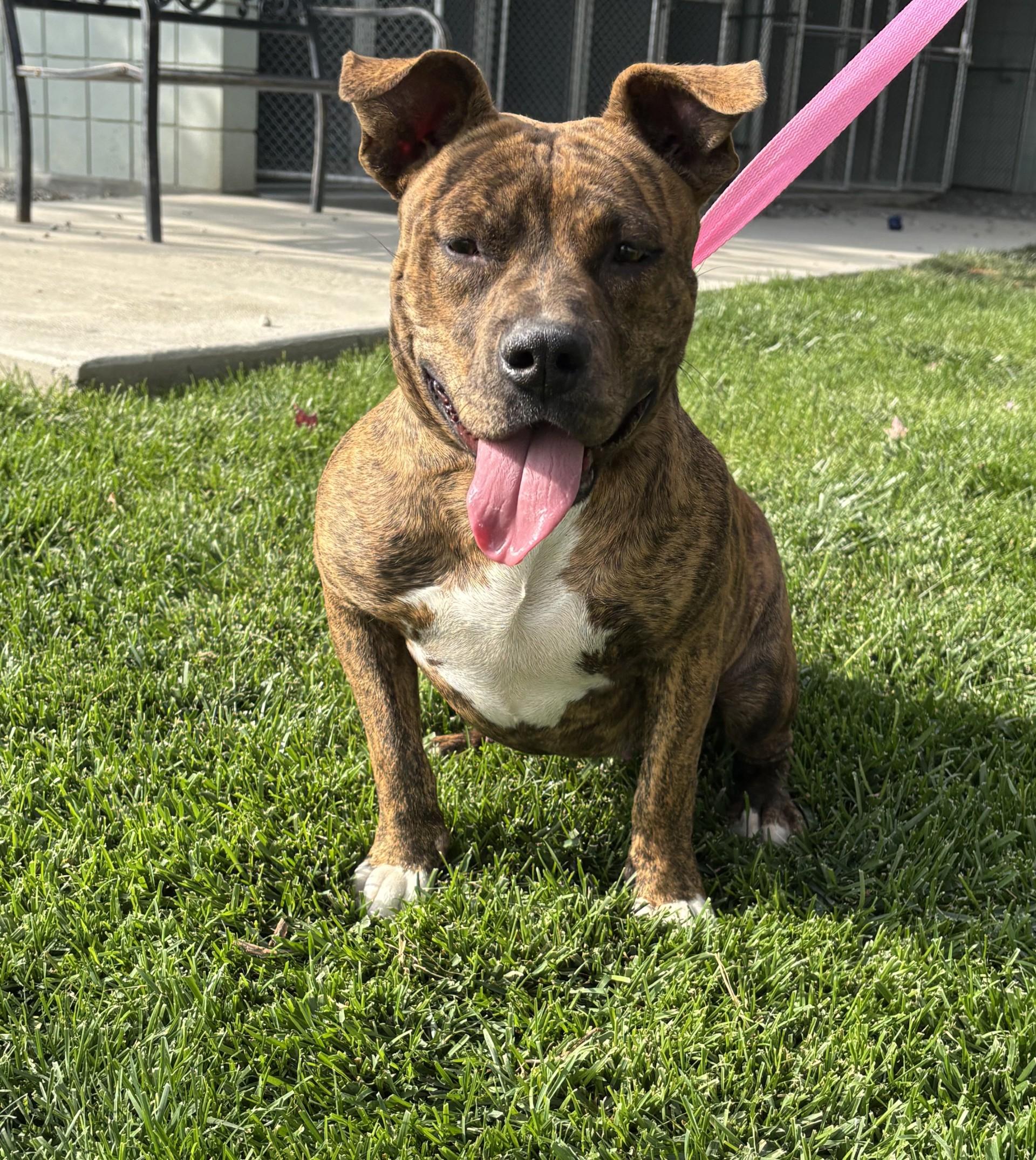 Reba, Adoptable, Adult Female Pit Bull Terrier.