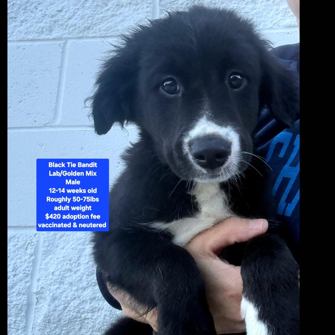 Black Tie Bandit, adopted, Puppy Male Black Labrador Retriever & Golden Retriever.