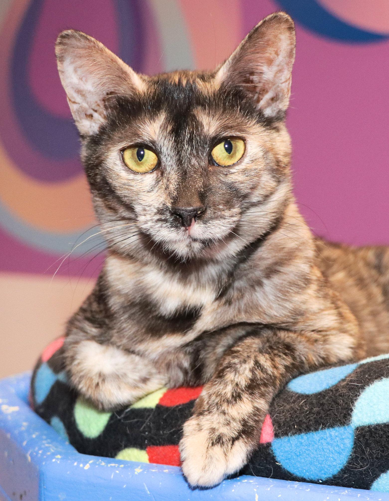 Regan, a ADOPTABLE mixed breed in Cincinnati, OH image 2/3