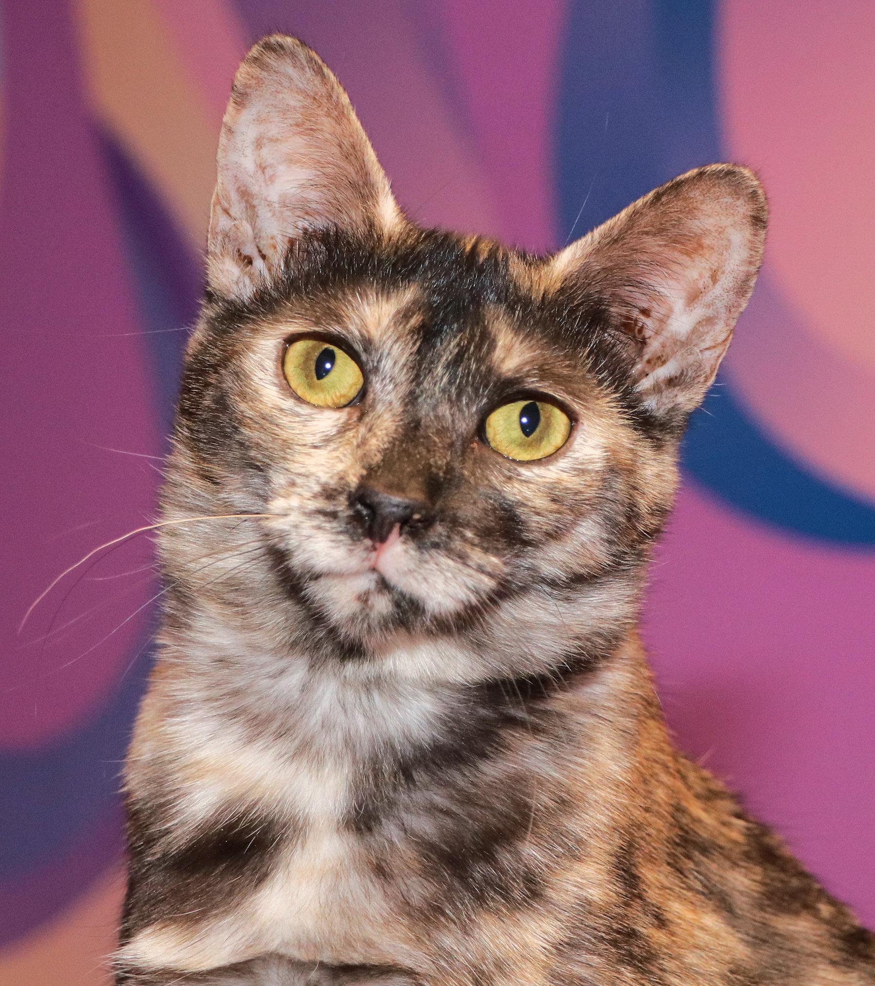 Regan, a ADOPTABLE mixed breed in Cincinnati, OH image 1/3