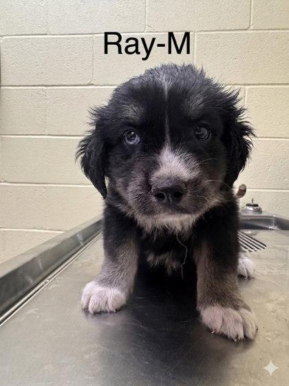 Enlarge Ray, a Adoptable mixed breed in Guntersville, AL image 1/1