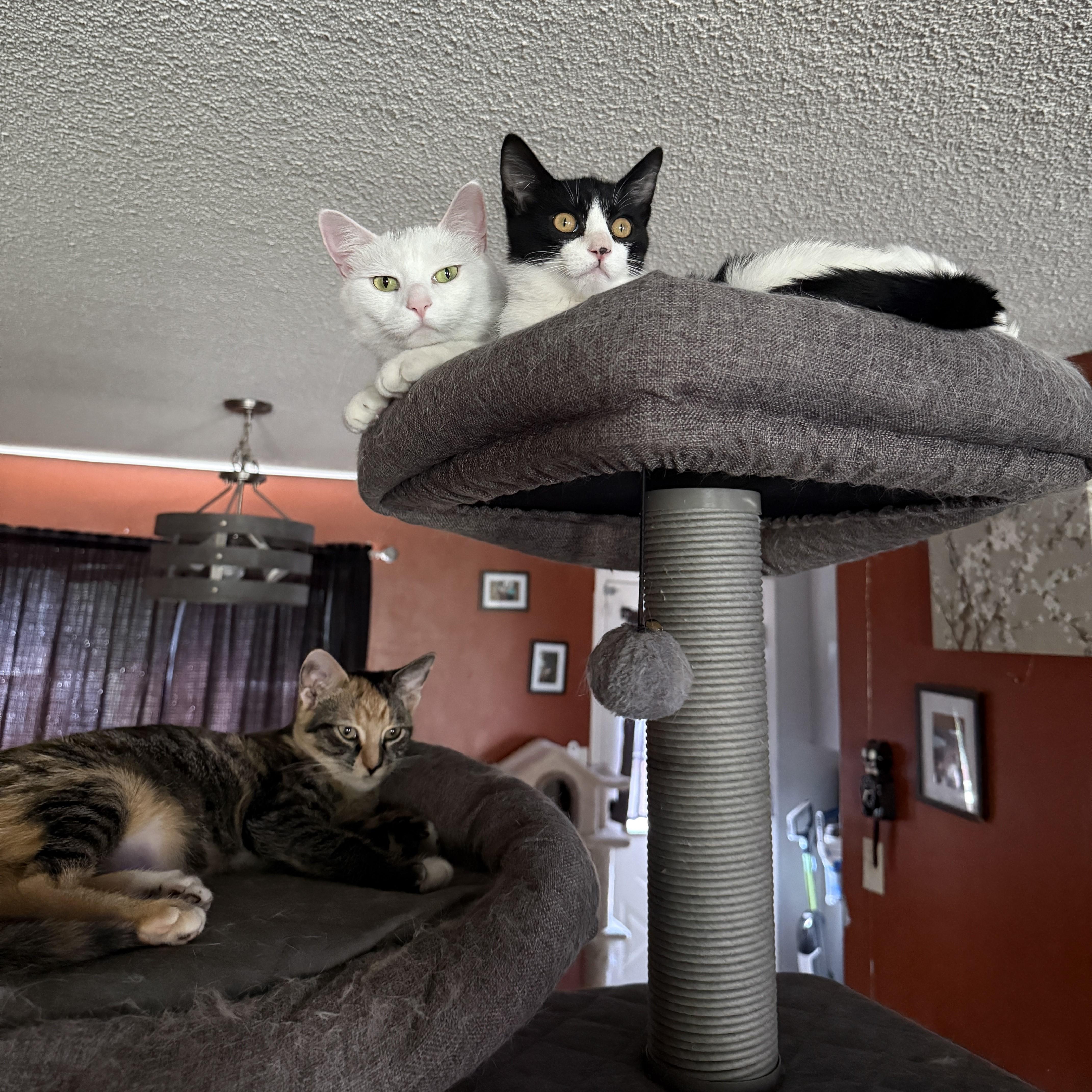 Socksi, an adopted mixed breed in Streamwood, IL image 4/5