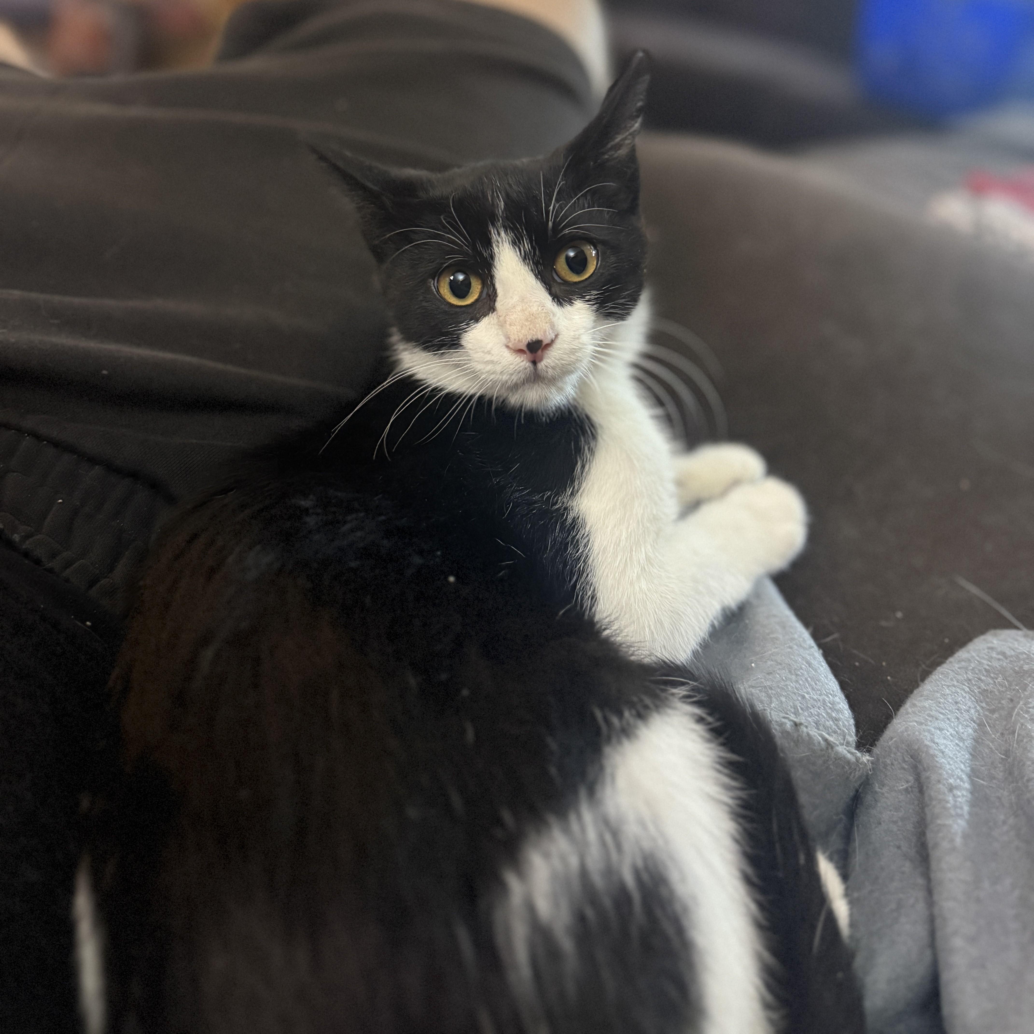 Socksi, an adopted mixed breed in Streamwood, IL image 5/5
