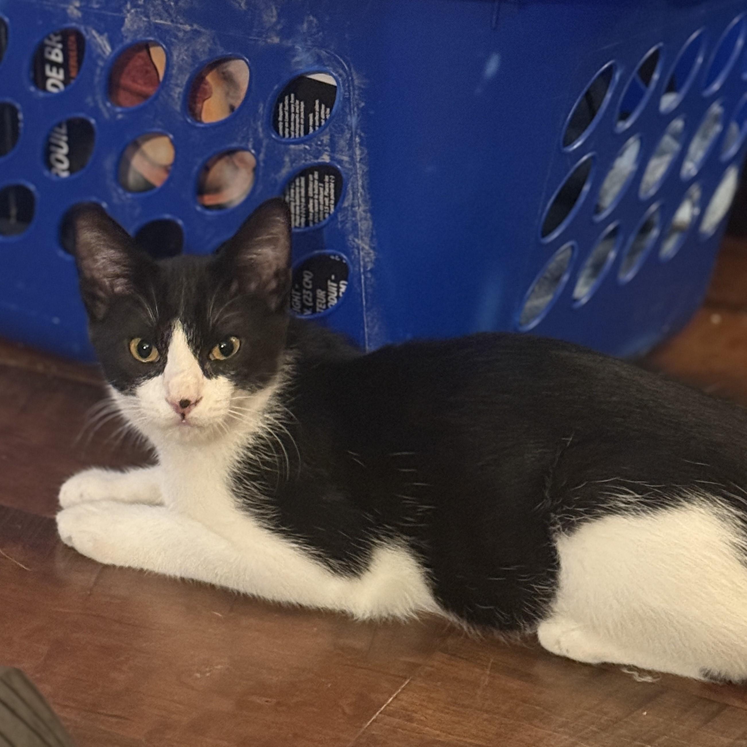 Socksi, an adopted mixed breed in Streamwood, IL image 1/5