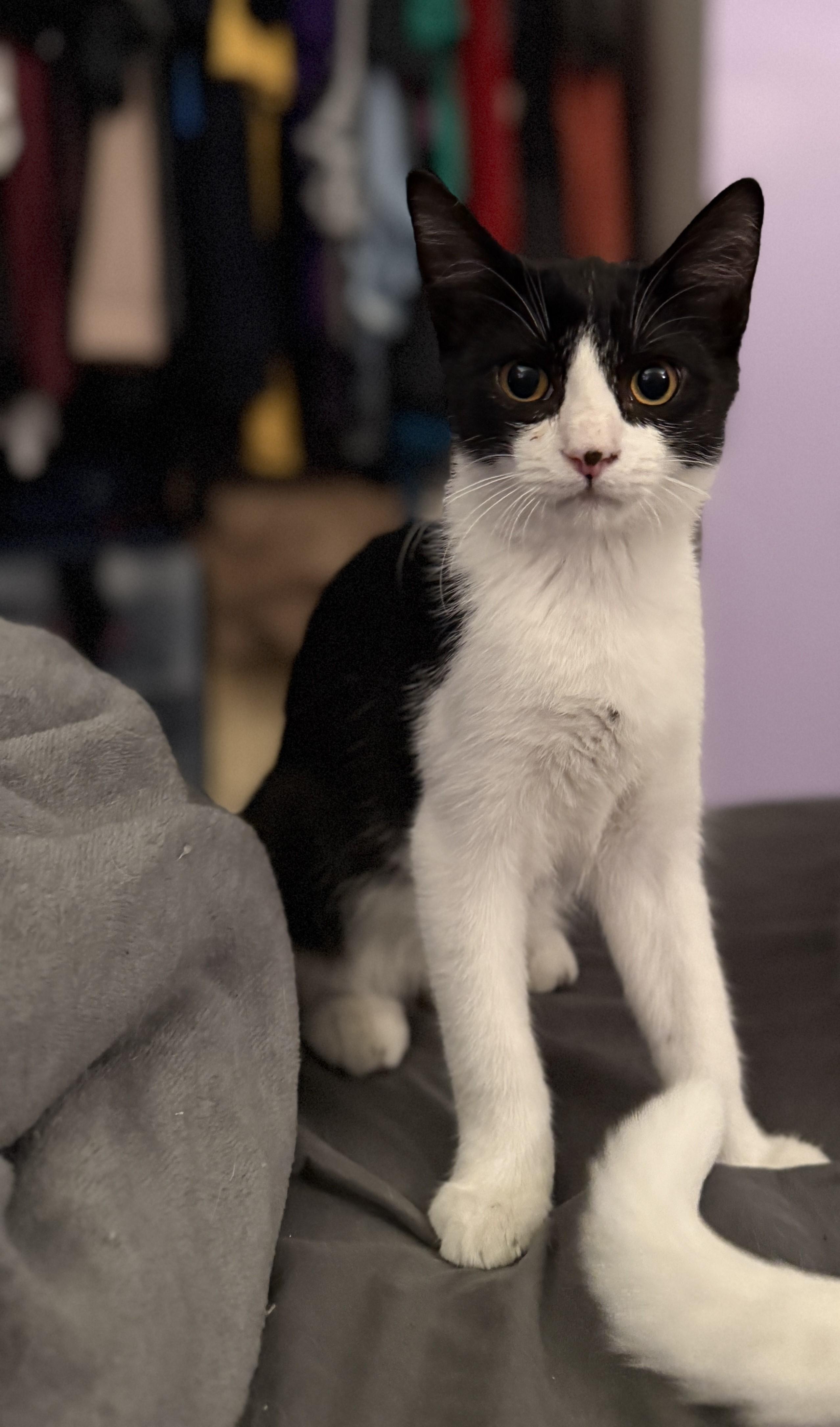 Socksi, an adopted mixed breed in Streamwood, IL image 2/5