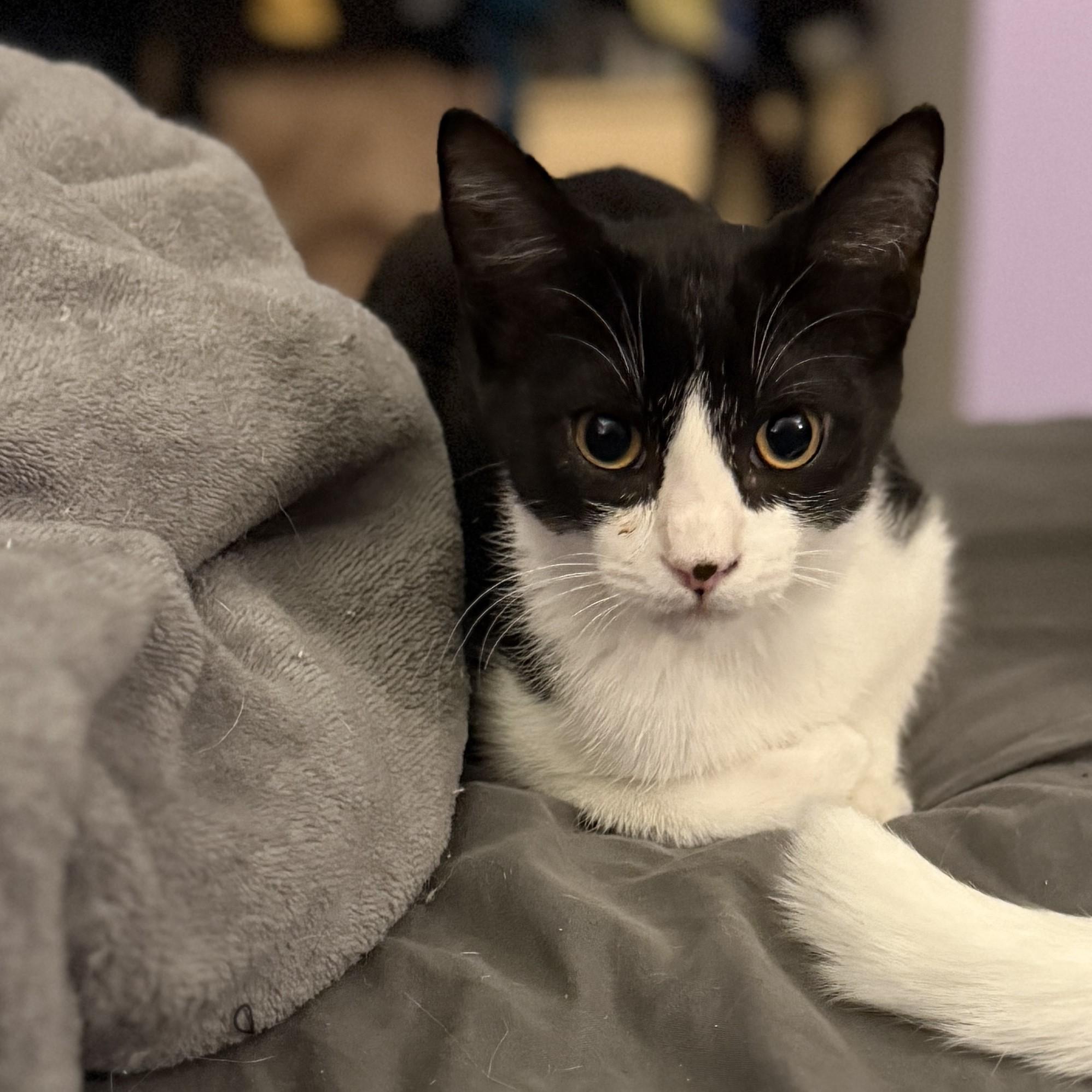 Socksi, an adopted mixed breed in Streamwood, IL image 3/5