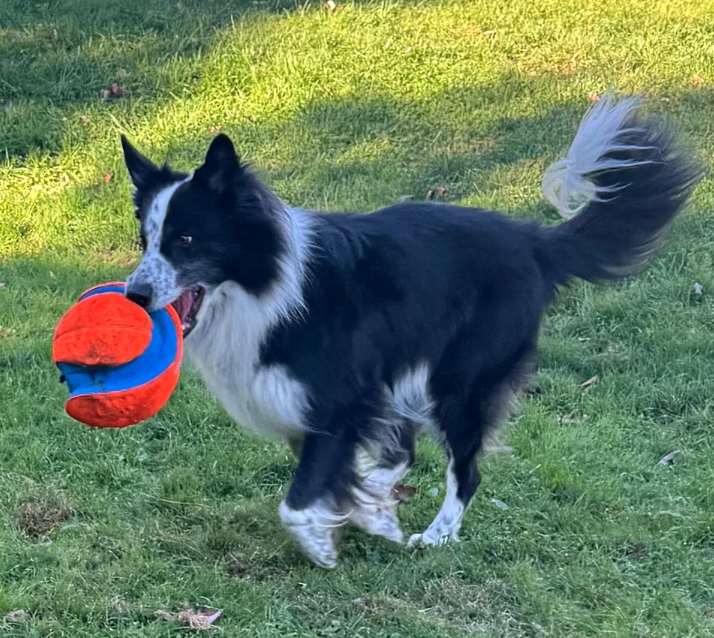 Enlarge Charley, a Adopted Border Collie in Gloucester, VA image 3/4