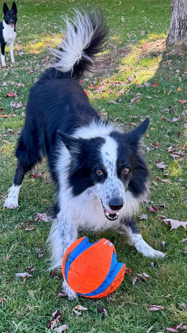 Charley, Adopted, Senior Male Border Collie.
