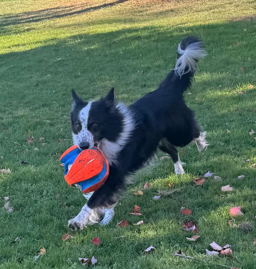 Enlarge Charley, a Adopted Border Collie in Gloucester, VA image 4/4