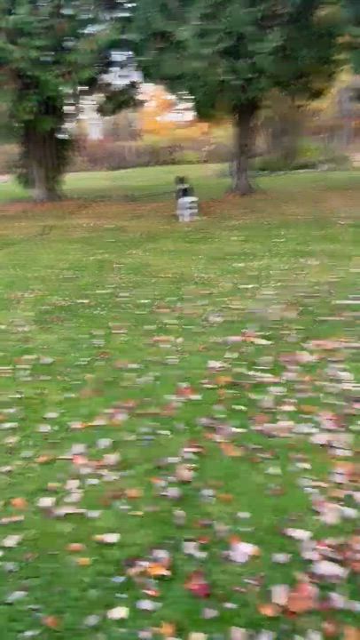 Enlarge Charley, a Adopted Border Collie in Gloucester, VA video 2/4