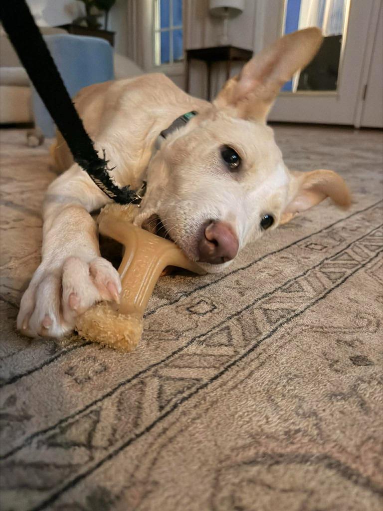 Enlarge Theodore, a Adoptable mixed breed in Lexington, KY image 1/6