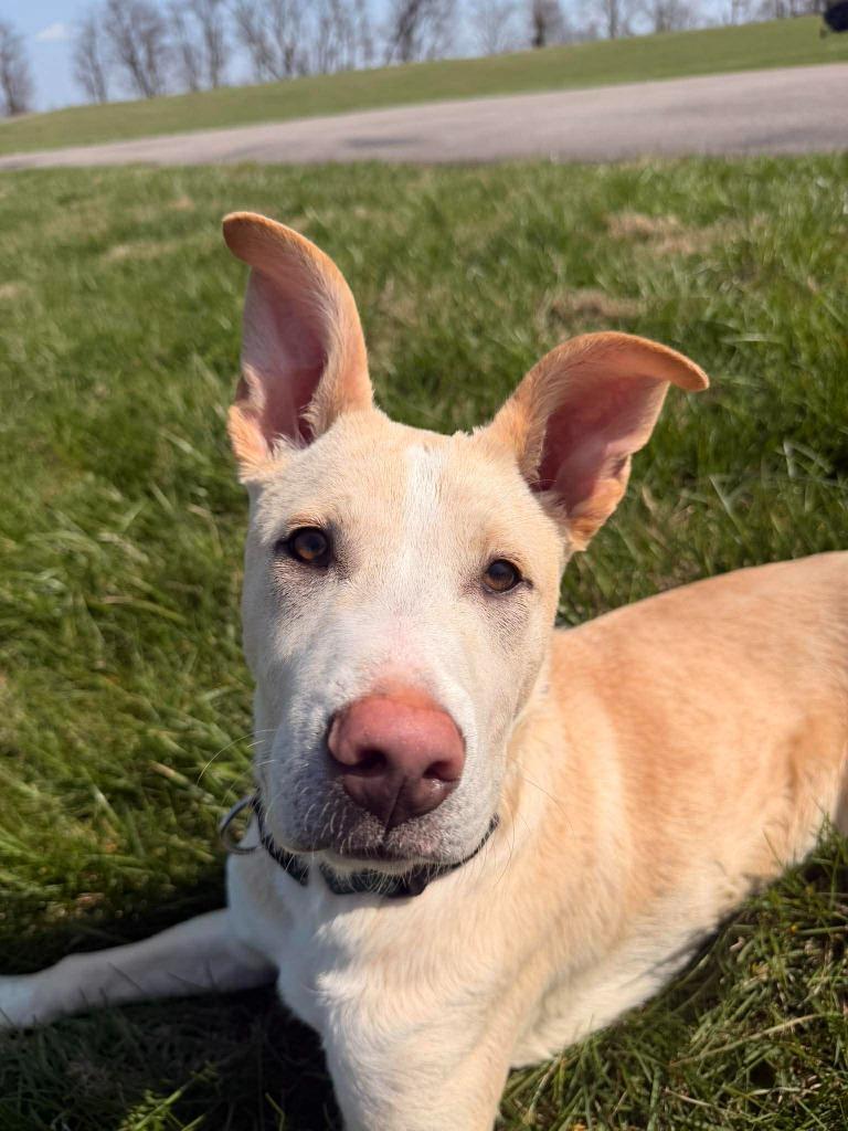 Enlarge Theodore, a Adoptable mixed breed in Lexington, KY image 2/6
