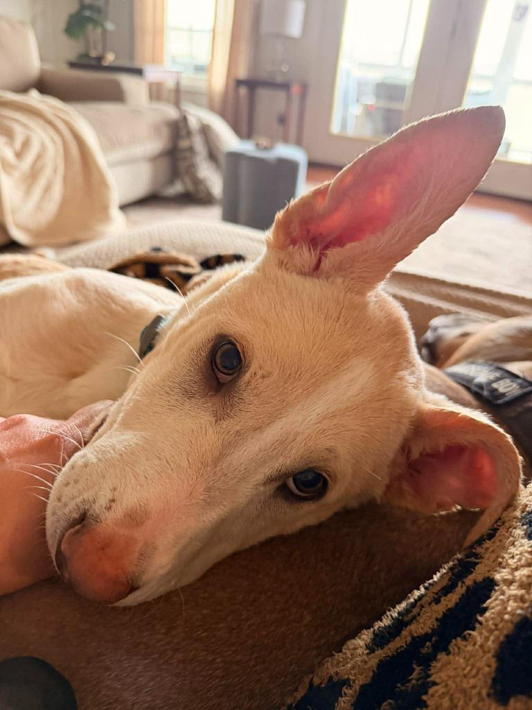 Enlarge Theodore, a Adoptable mixed breed in Lexington, KY image 3/6