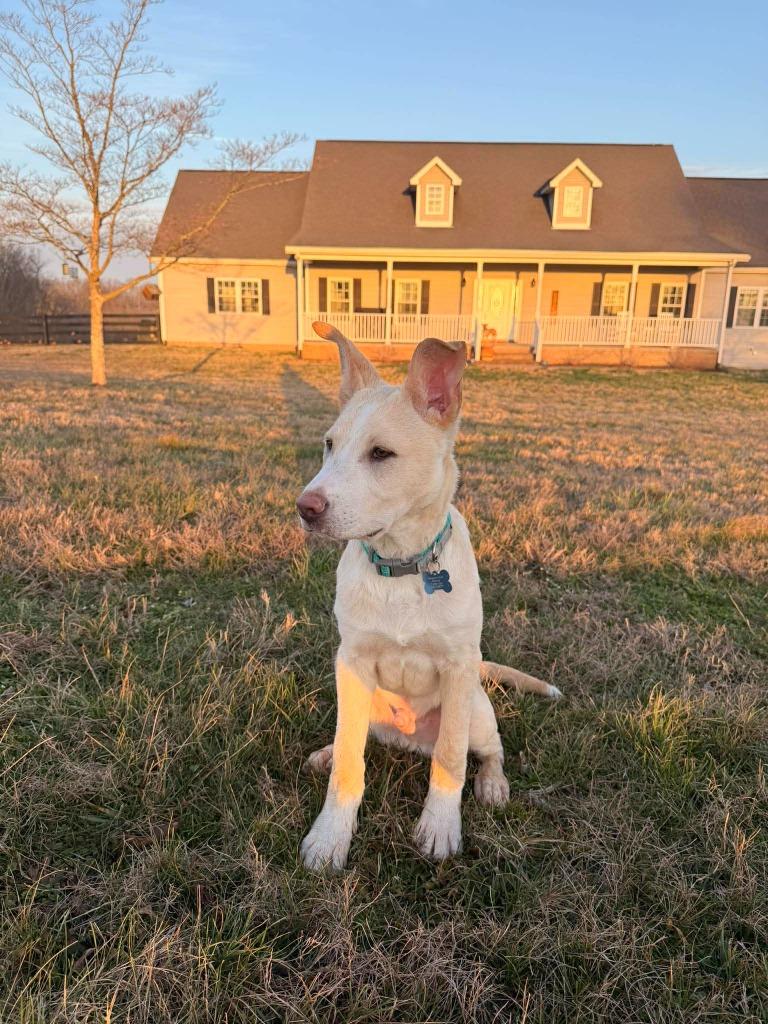 Enlarge Theodore, a Adoptable mixed breed in Lexington, KY image 4/6