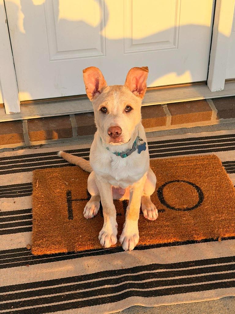 Enlarge Theodore, a Adoptable mixed breed in Lexington, KY image 5/6