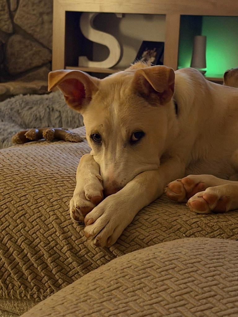 Theodore, Adoptable, Puppy Male Labrador Retriever & Mixed Breed.