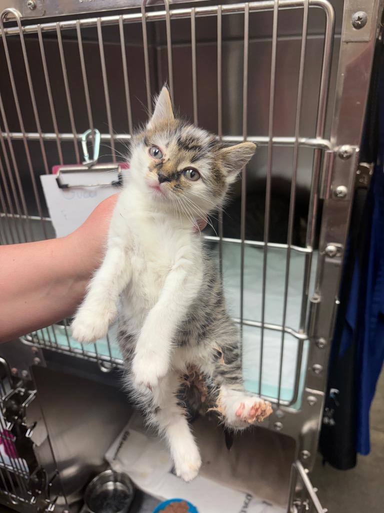 FITZ, a Adopted mixed breed in Wintersville, OH image 1/2