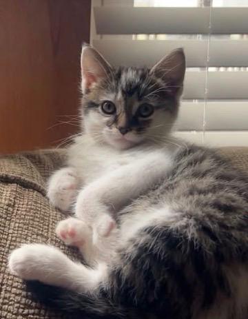 FITZ, a Adopted mixed breed in Wintersville, OH image 2/2