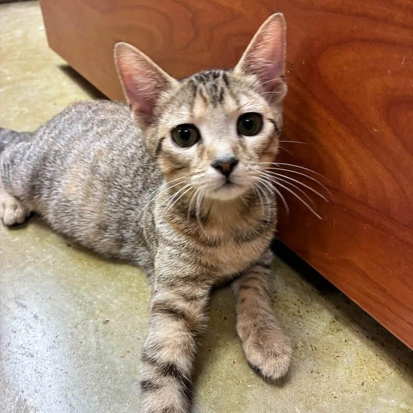 Enlarge Verna, a Adopted Domestic Short Hair in Memphis, TN image 1/3