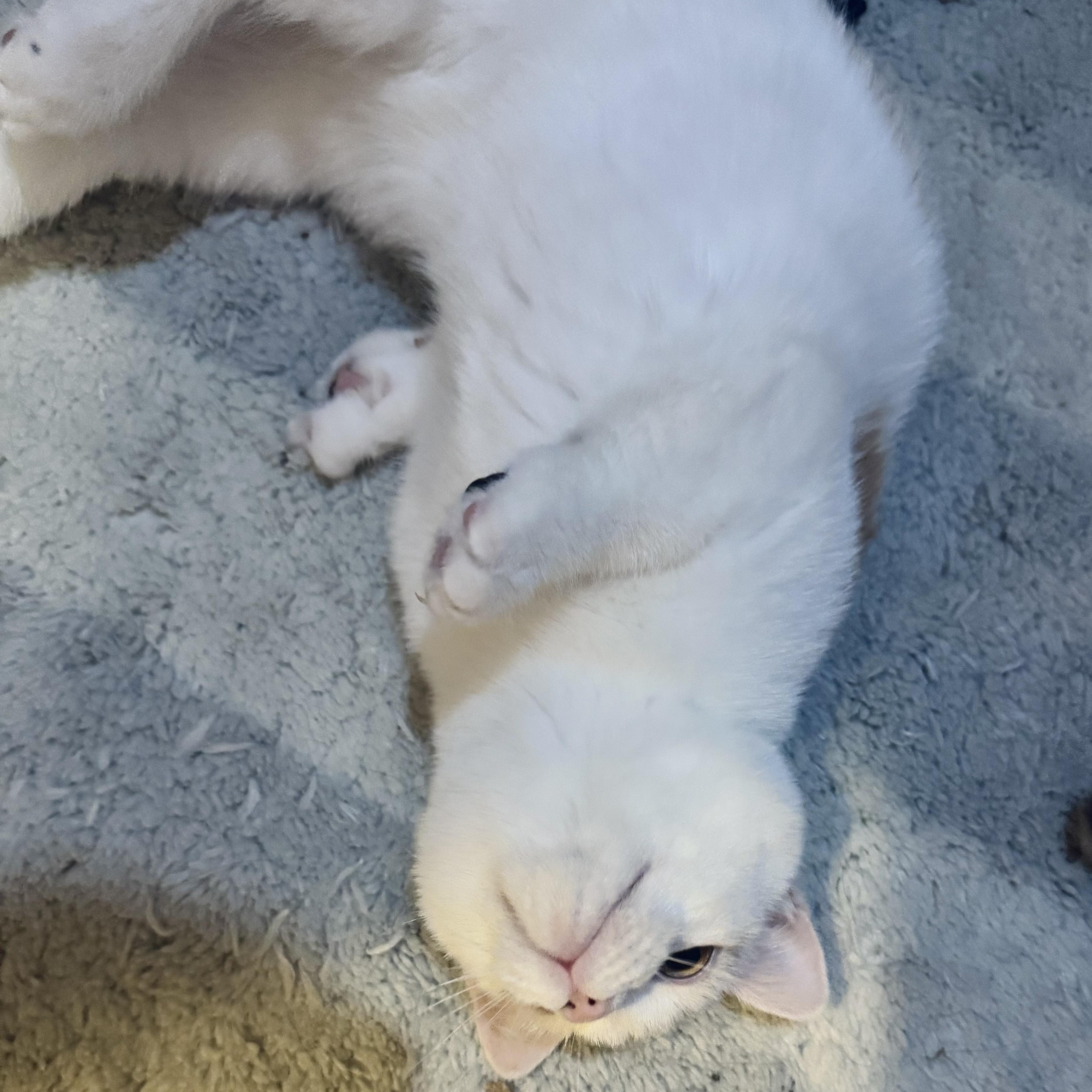 Puddle & Lake (bonded pair), an adoption pending Domestic Short Hair in Syracuse, NY image 2/5