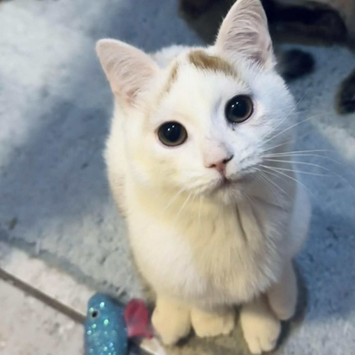 Puddle & Lake (bonded pair), an adoption pending Domestic Short Hair in Syracuse, NY image 5/5