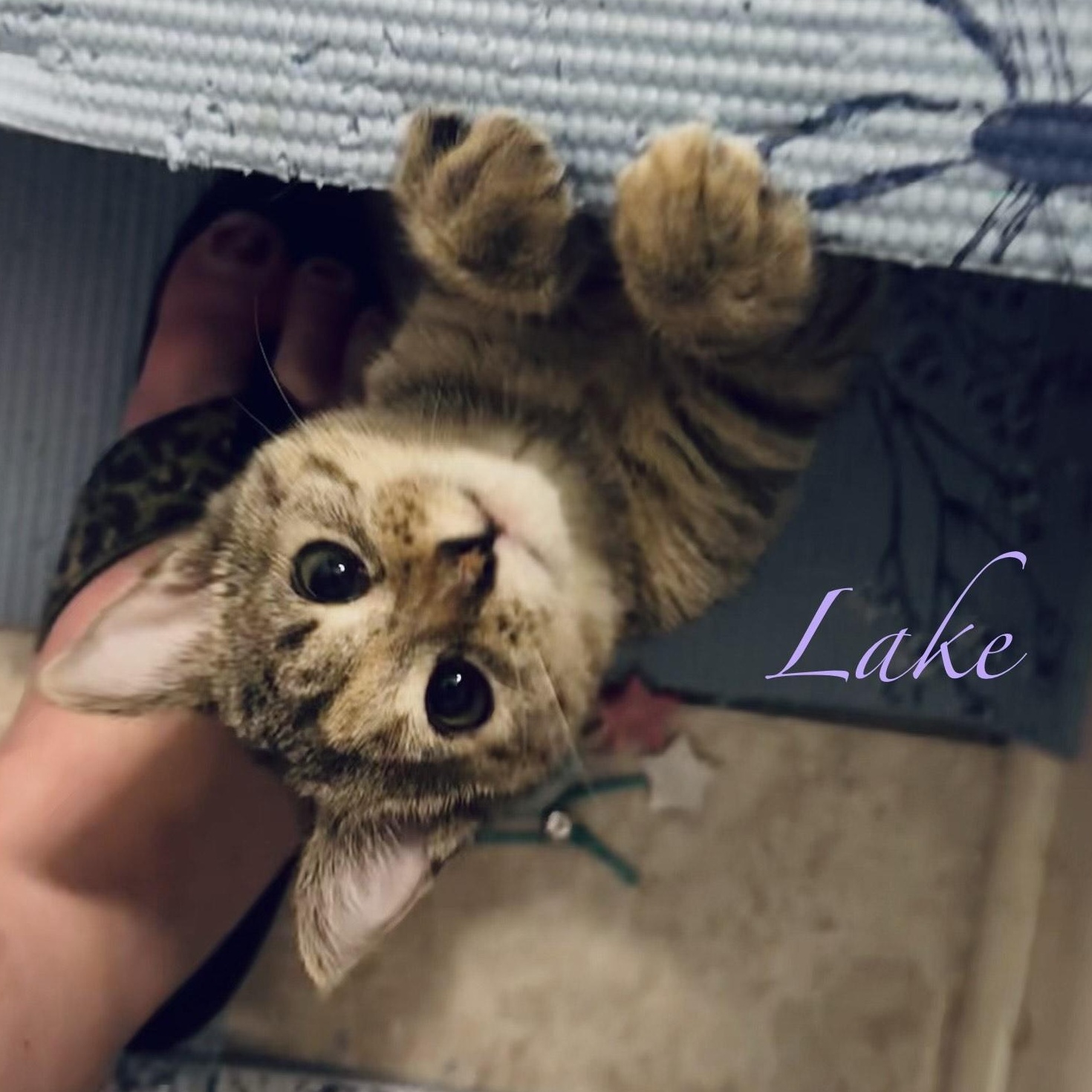 Puddle & Lake (bonded pair), an adoption pending Domestic Short Hair in Syracuse, NY image 3/5