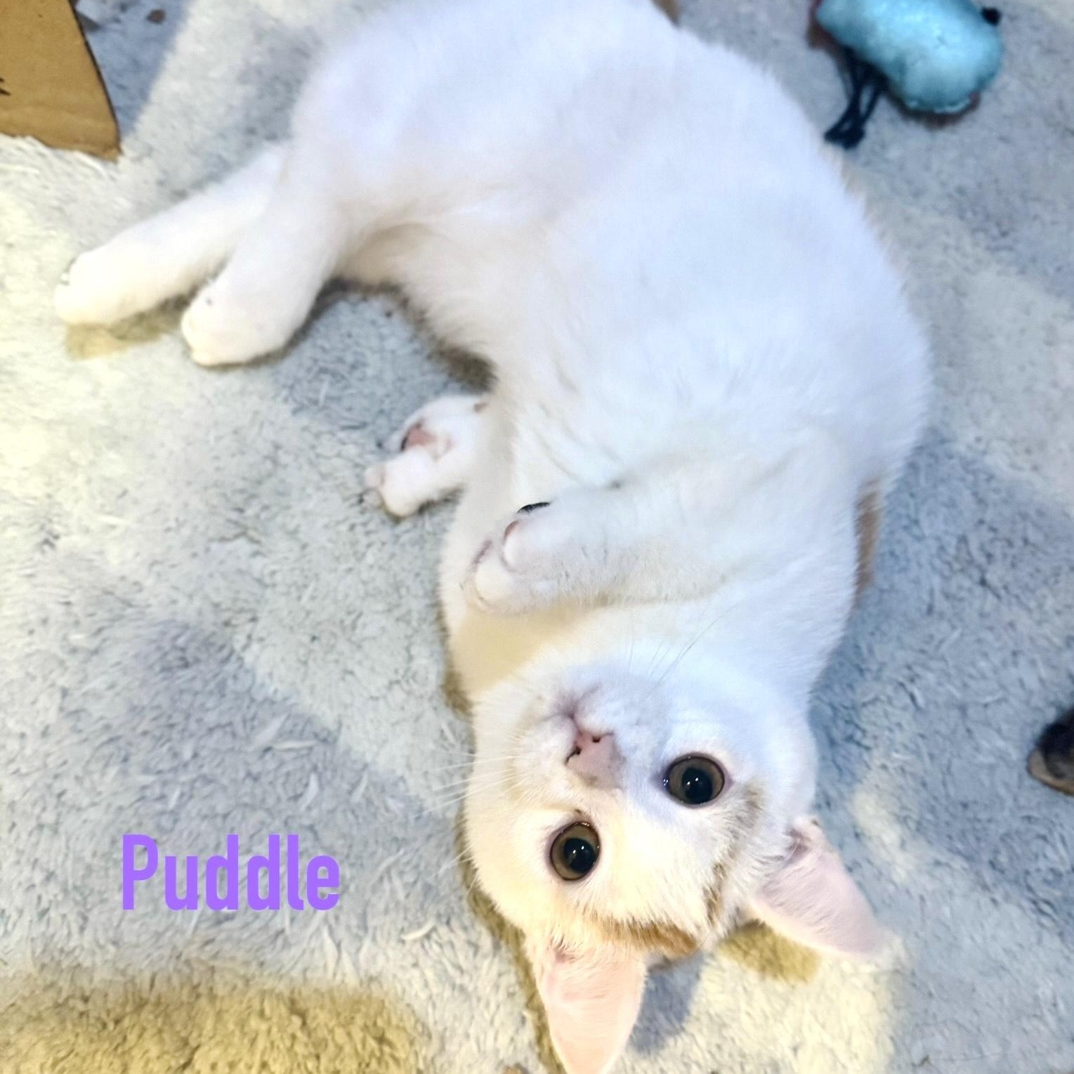 Puddle & Lake (bonded pair), an adoption pending Domestic Short Hair in Syracuse, NY image 4/5